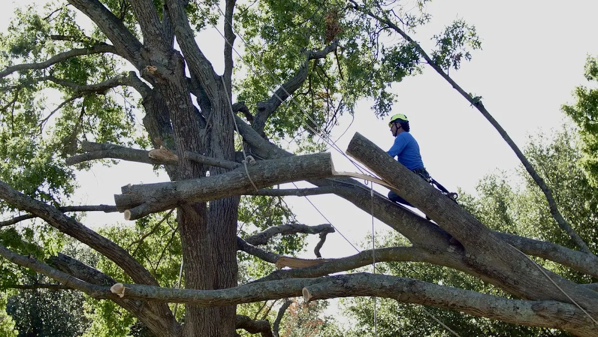 Professional Crown Thinning performed by certified arborists in Ranson
